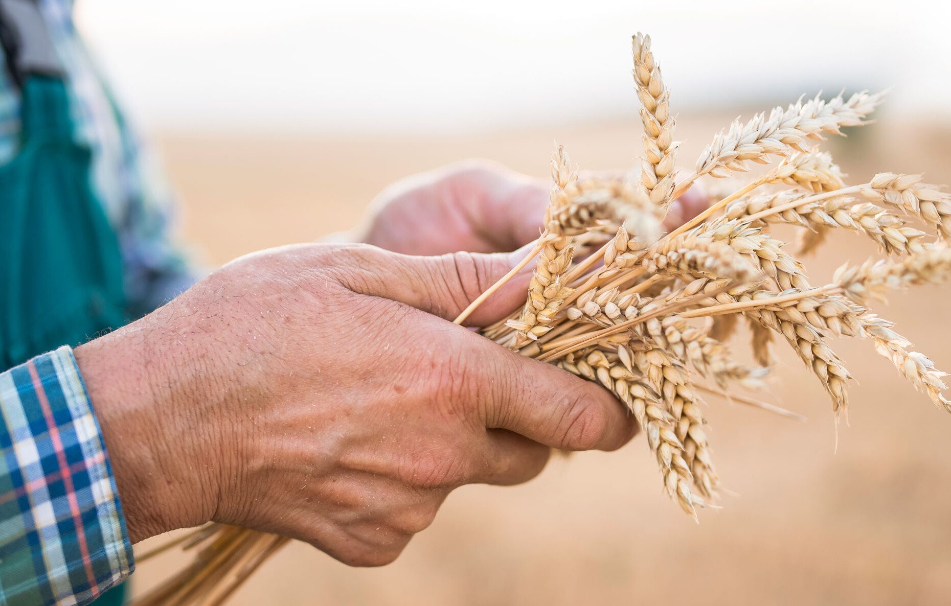 close up image of farmer in field holding wheat in his hands