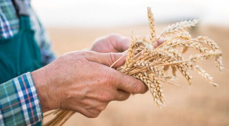 close up image of farmer in field holding wheat in his hands