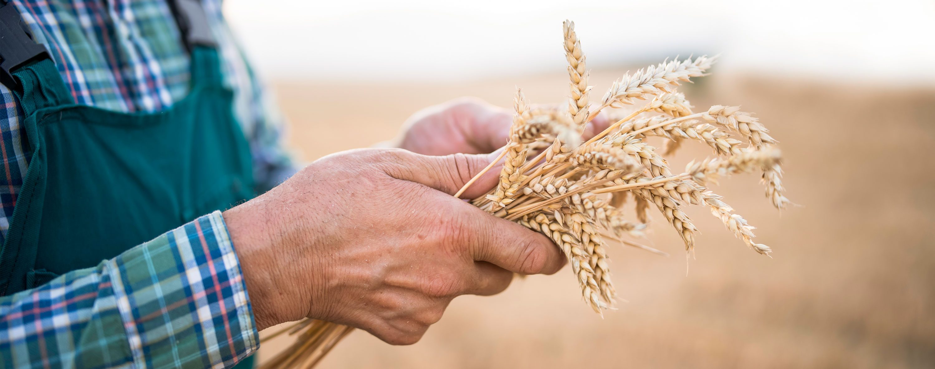 close up image of farmer in field holding wheat in his hands